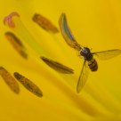 Yellow macro