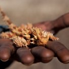Thorny Devil