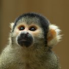 What can the monkey see?
