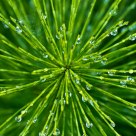 Dew