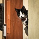 Cat on the window