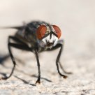 Mosca