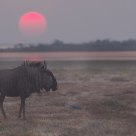 Gnu Sunet