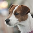 Damson (Parson Russell Terrier)