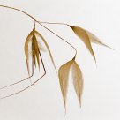 The Wild Oats