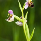 Ophrys Apifera