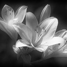 Light flower