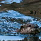 Silent Swimmer