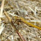 Libellula