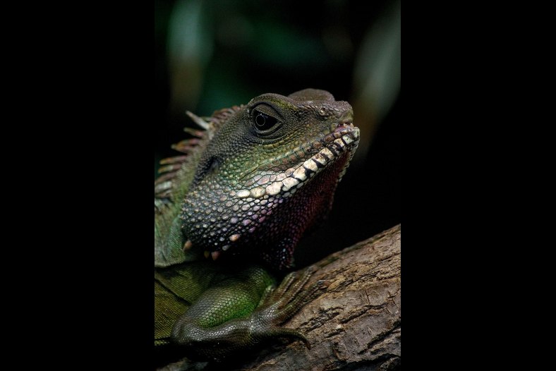 Lizard Portrait