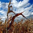 Fields of Gold