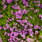 Parterre