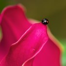 bug on flower