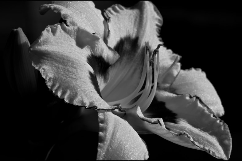 bw lily