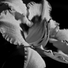 bw lily