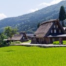 Paddy field around tradition houses