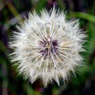 Make a Wish