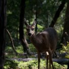 Deer near Wawona Road
