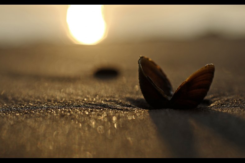 Little Shell