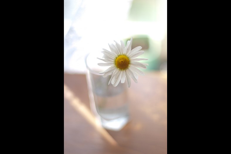 Standalone Camomile