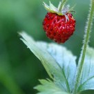 A Forrest Strawberry