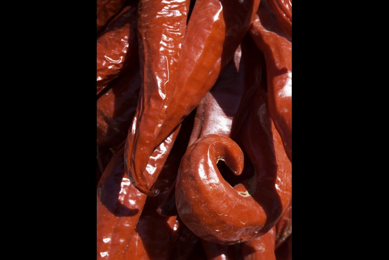 Red New Mexico chilis drying in the sun