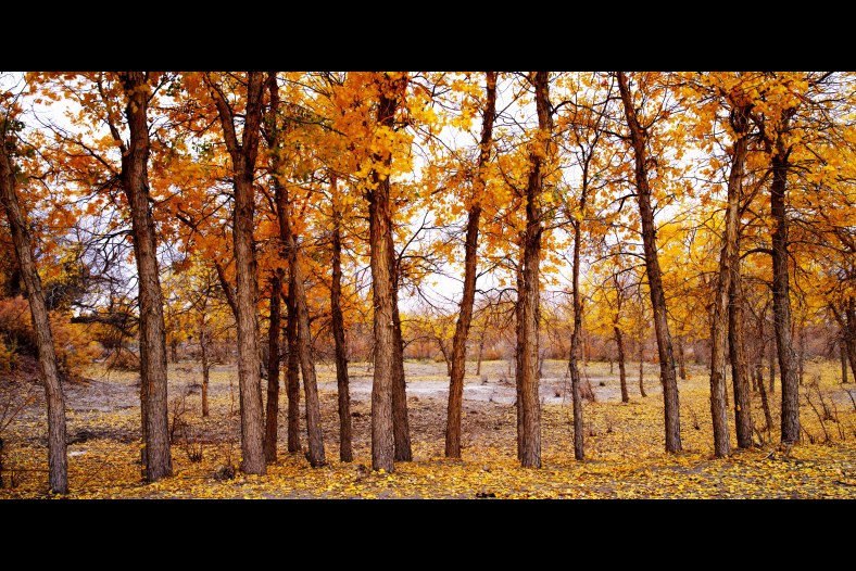 Autumn