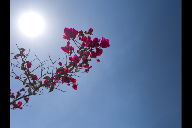 Bouganvilla