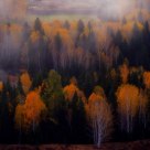 Woodland