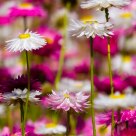 Wild Flowers