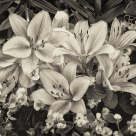 B&W Flowers