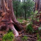 Enchanted Forest