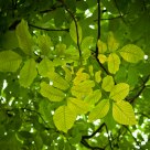 Walnut tree