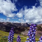 Mountain High Meadows