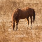 Caballo Viejo