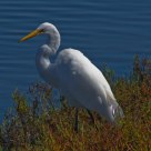 Great Egret Elegance