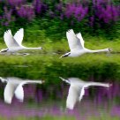 Couple Flight