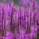 Loosestrife