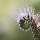 Phacelia