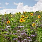 Bee Pasture