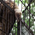 Tired prisoner