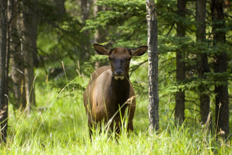 Cow Elk