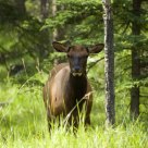 Cow Elk