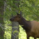 Cow elk