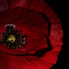 Poppy insight