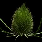 Thorny alien