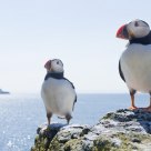 Puffins