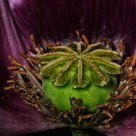 Poppy close up