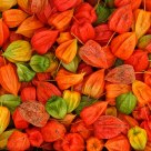 Physalis