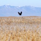 American Bald Eagle
